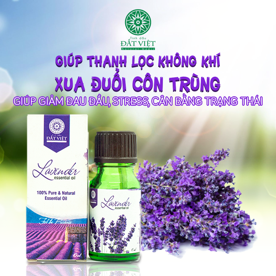 tinh-dau-oai-huong-lavender-xong-phong