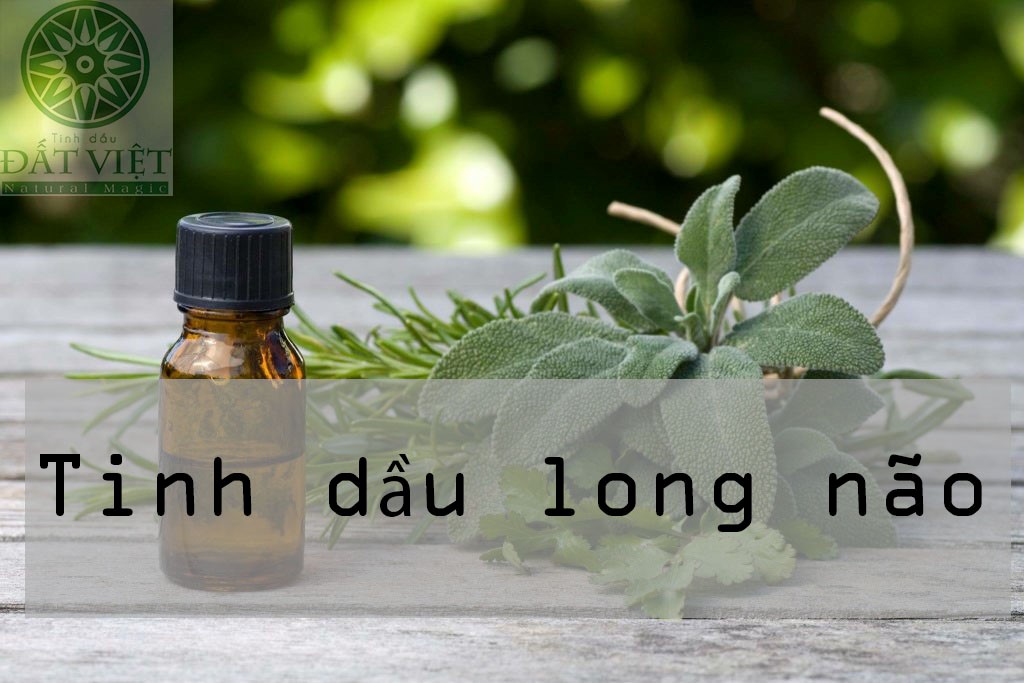 Tinh dầu Long Não