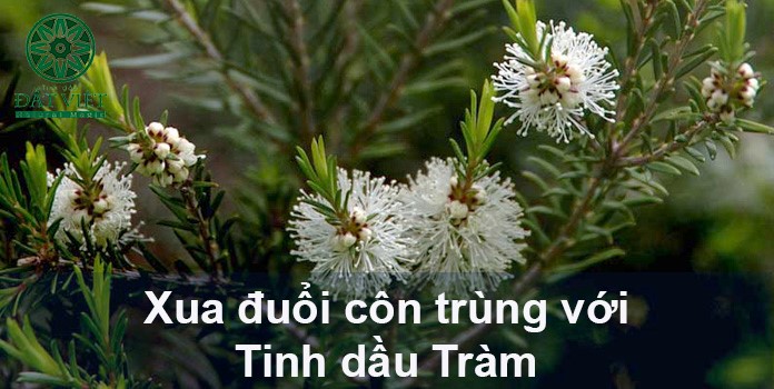 Xua đuổi côn trùng bằng tinh dầu tràm