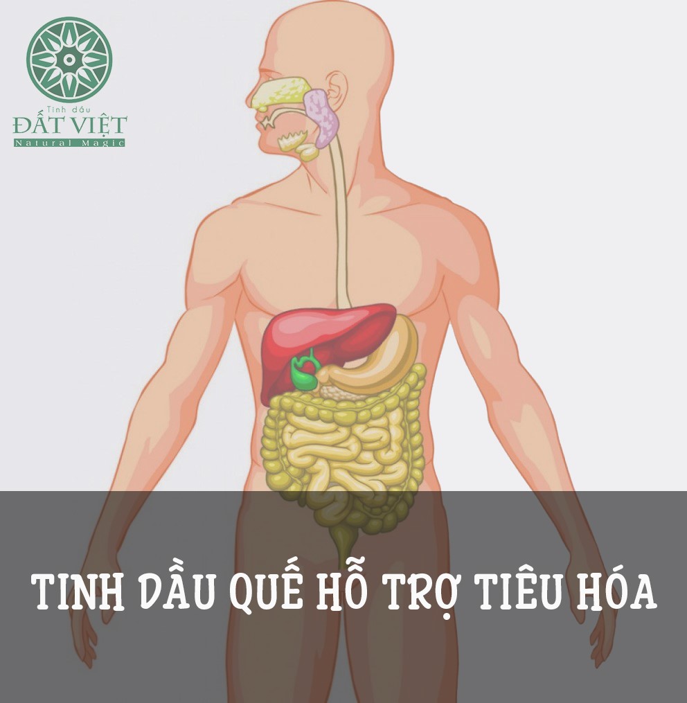 Tinh dầu quế hỗ trợ hệ tiêu hoá