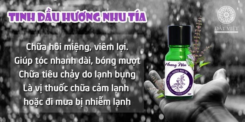 Tác dụng của tinh dầu hương nhu tía