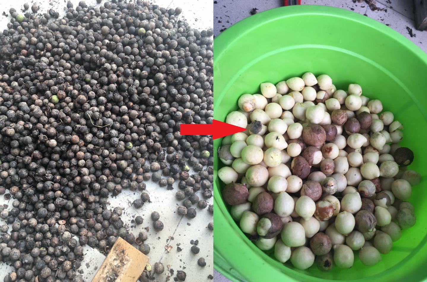 Hạt mù u