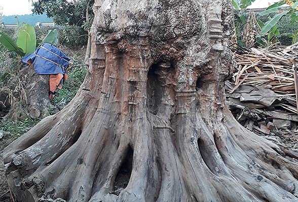 Tinh dầu Ngọc am làm từ gỗ ngọc am