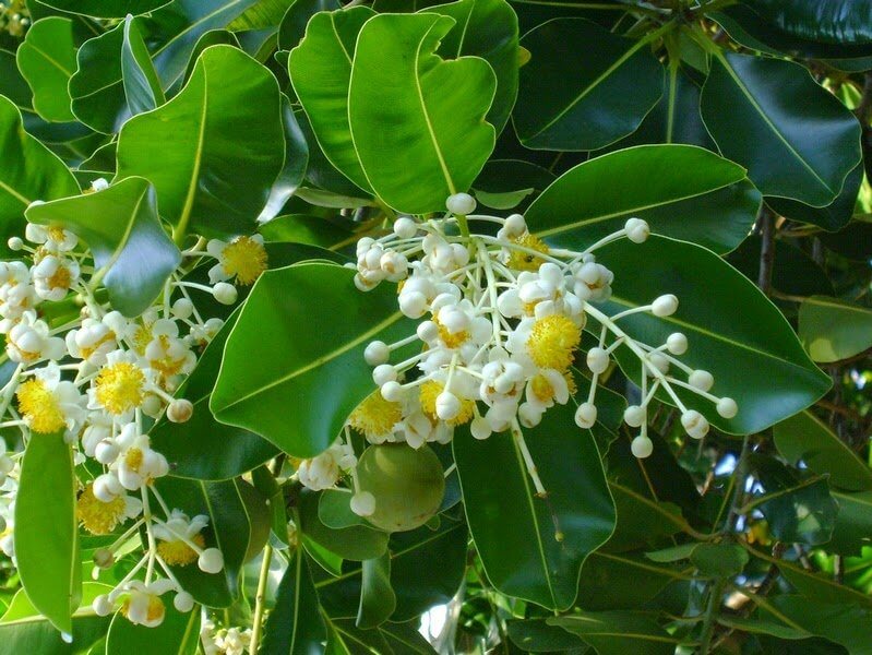 Thành phần chính của Dầu Mù u