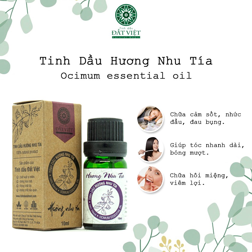 Công dụng tinh dầu hương nhu tía