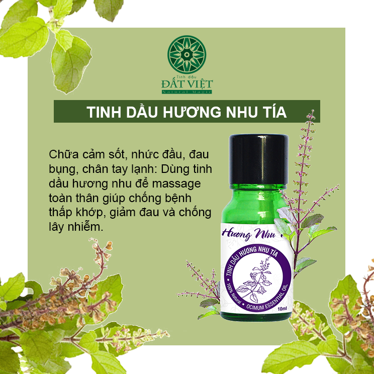 Công dụng tinh dầu Hương Nhu Tía